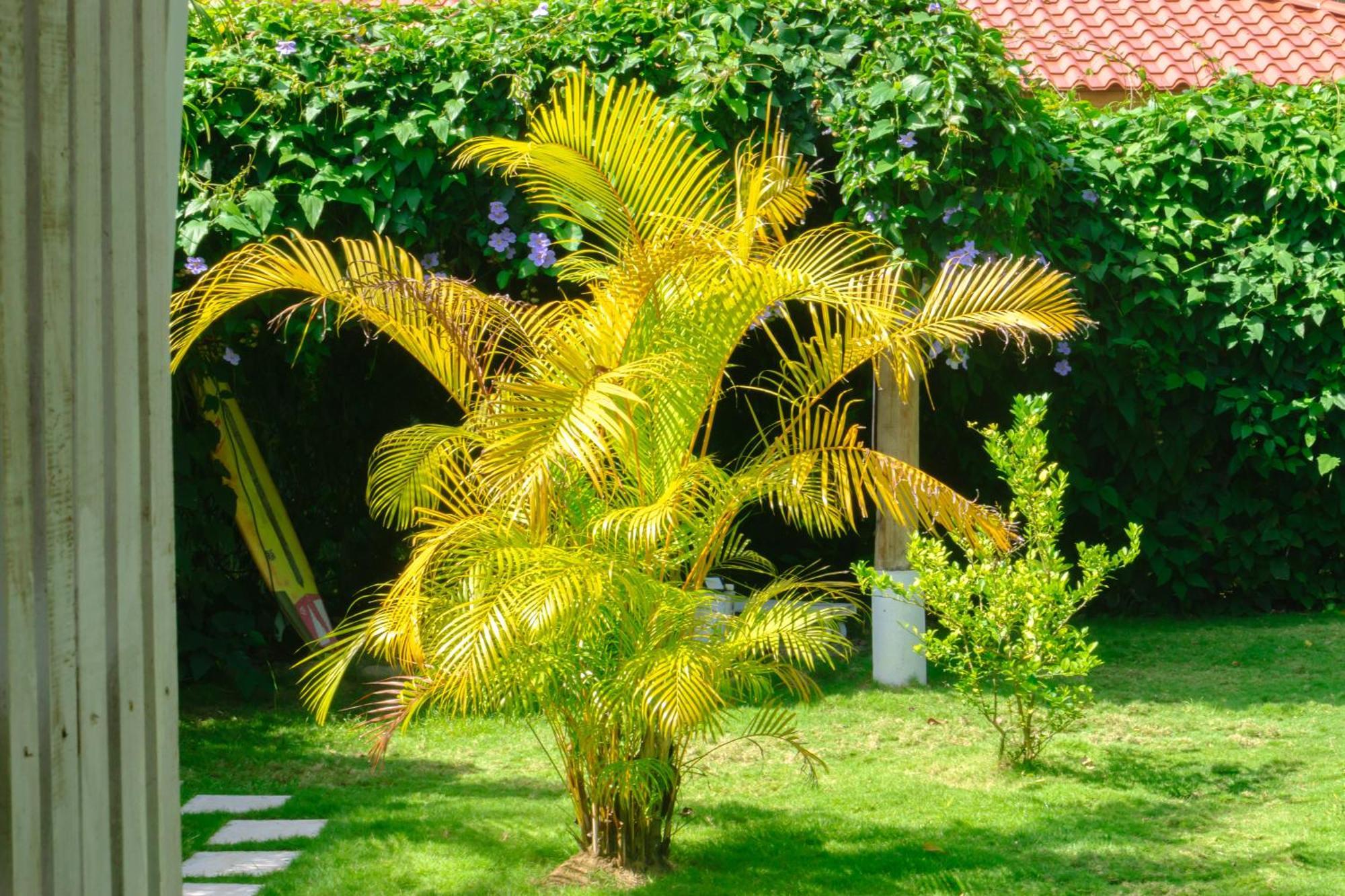 Olivia Del Caribe Suite Puerto Viejo de Talamanca Kültér fotó